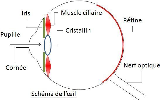 Schéma simplifié d'un oeil